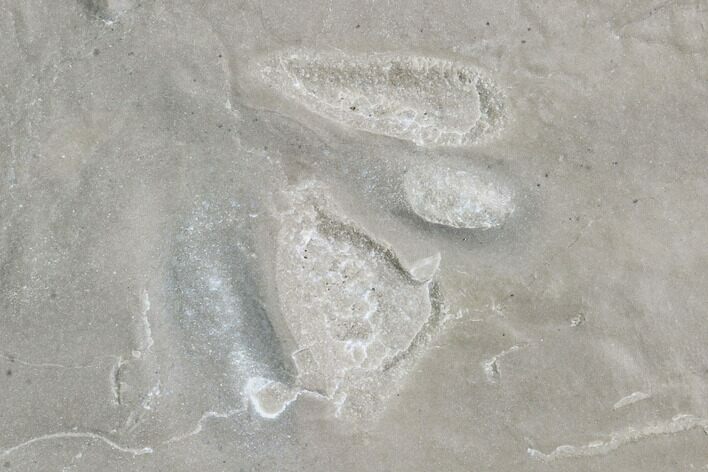 Fossil Bird Tracks - Green River Formation, Utah #106127